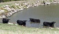 Black Angus Cows In A Pond Royalty Free Stock Photo