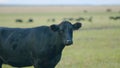 Black angus cows standing in pasture. Black cow grazing on a summer pasture. Static view. Royalty Free Stock Photo