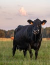 Black Angus crossbred cow portrait at dusk