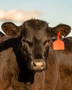 Black Angus heifer face Royalty Free Stock Photo