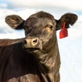 Black Angus heifer face - square Royalty Free Stock Photo