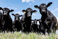 Black Angus herd - low angle