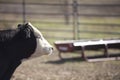 Black Angus Steer Royalty Free Stock Photo