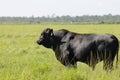 Black Angus Steer Royalty Free Stock Photo