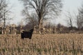 Black Angus Steer in a cornfield Royalty Free Stock Photo