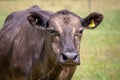 Close-up of a young black cow being fattened up in a field in New Zealand Royalty Free Stock Photo