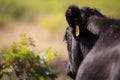 Black Angus Steer Royalty Free Stock Photo