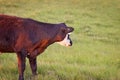 Black Angus Steer Royalty Free Stock Photo