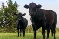 Black Angus Royalty Free Stock Photo