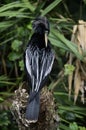 Black Anhinga on a tree trunk and cleaning feathers