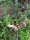 black Anisoptera alight on dry stem tree