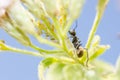 Black ant and aphids in green nature Royalty Free Stock Photo