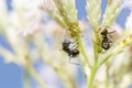 Black ant and aphids in green nature Royalty Free Stock Photo