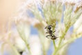 Black ant and aphids in green nature Royalty Free Stock Photo