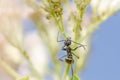 Black ant and aphids in green nature Royalty Free Stock Photo