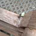 Black ant are carrying piece on apple on the old wooden chair in the garden, Ant are walking and moving food, Selective focused wi