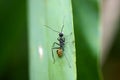 Black ant climbing on green leaves Royalty Free Stock Photo