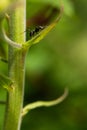 Black ant climbing a green plant.. Royalty Free Stock Photo