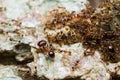 Black ant Colony on Tree Royalty Free Stock Photo