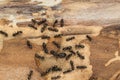 Black ant colony with queen Royalty Free Stock Photo