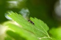 Black Ant On Green Leaf Royalty Free Stock Photo