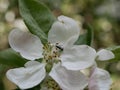 A black ant crawls among the stamens of a white-pink apple blossom on a sunny spring day. Flowering fruit trees in the orchard Royalty Free Stock Photo