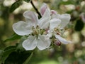 A black ant crawls among the stamens of a white-pink apple blossom on a sunny spring day. Flowering fruit trees in the orchard Royalty Free Stock Photo