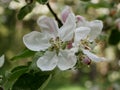 A black ant crawls among the stamens of a white-pink apple blossom on a sunny spring day. Flowering fruit trees in the orchard Royalty Free Stock Photo