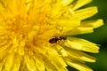 Black ant on dandelion flower Royalty Free Stock Photo