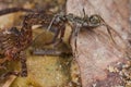 A black ant dragging a paralyzed spider