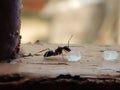 Black Ant Eating Piece of Sugars on wood Royalty Free Stock Photo