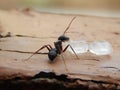 Black Ant Eating Piece of Sugars on wood Royalty Free Stock Photo