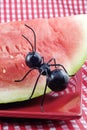 Black Ant Eating Watermelon Royalty Free Stock Photo