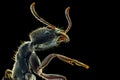 Black ant extreme close up macro photography Royalty Free Stock Photo
