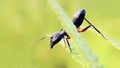 Black Ant, Giant Ant Royalty Free Stock Photo