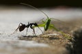 Black ant and green cricket