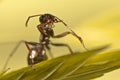 Black ant on green grass Royalty Free Stock Photo