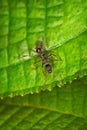 Black ant on the green leaf Royalty Free Stock Photo