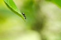 Black Ant On Green Leaf Royalty Free Stock Photo