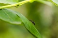Black Ant On Green Leaf
