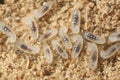 Black ant larva (Lasius niger) Royalty Free Stock Photo