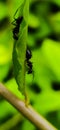black ant on leaf image black ants green leaves plant in india village garden ant image