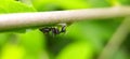 black ant on leaf image black ants green leaves plant in india village garden ant image