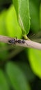 black ant on leaf image black ants green leaves plant in india village garden ant image