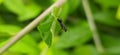 black ant on leaf image black ants green leaves plant in india village garden ant image