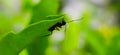 black ant on leaf image black ants green leaves plant in india village garden ant image