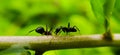 black ant on leaf image black ants green leaves plant in india village garden ant image