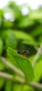 black ant on leaf image black ants green leaves plant in india village garden ant image