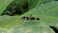 Black ant on leaf in tropical rain forest.