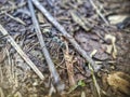 a black ant is looking for food Royalty Free Stock Photo